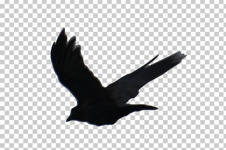 divergent birds clipart