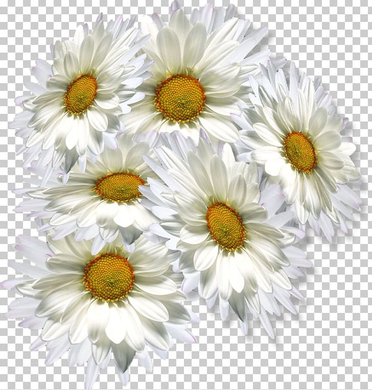 Oxeye Daisy Chrysanthemum Tea PNG, Clipart, Annual Plant, Aster, Camomile, Chamaemelum Nobile, Chrysanthemum Free PNG Download