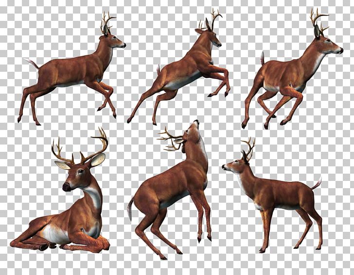 Reindeer Elk White-tailed Deer Red Deer Roe Deer PNG, Clipart, Antelope, Antler, Capreolinae, Cartoon, Deer Free PNG Download