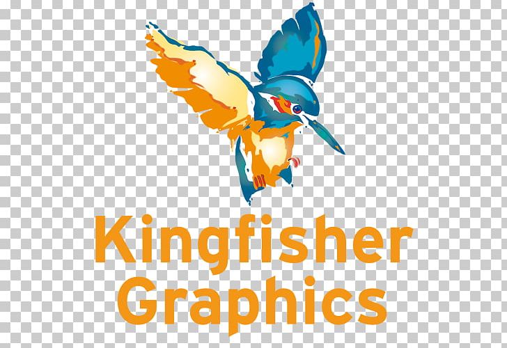 Kingfisher Graphics Limited Belted Kingfisher Drawing PNG, Clipart, Art, Art Director, Artwork, Beak, Belted Kingfisher Free PNG Download