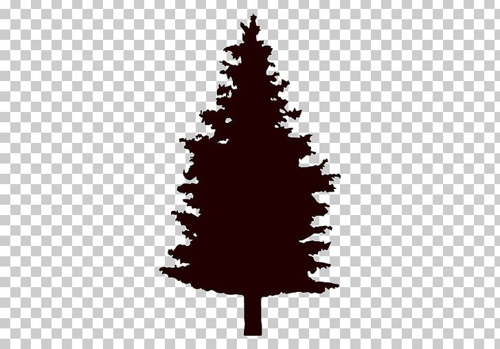 Pine Fir Tree Conifers PNG, Clipart, Abies Alba, Christmas, Christmas Decoration, Christmas Ornament, Christmas Tree Free PNG Download