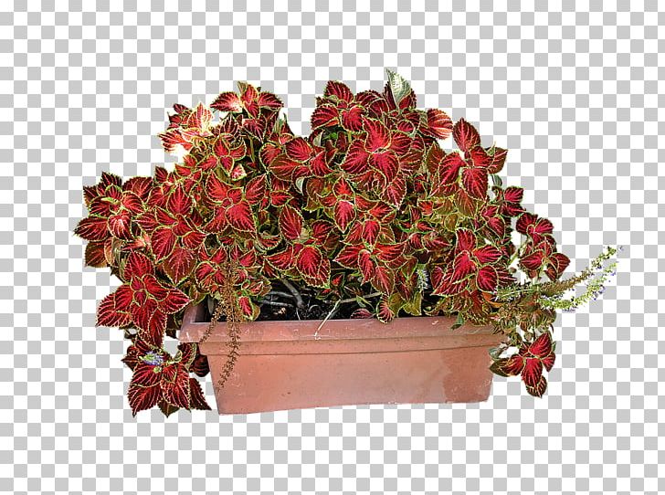 Plant Solenostemon Coleus Flower Garden PNG, Clipart, Artificial Flower, Begonia, Cut Flowers, Floral Design, Floristry Free PNG Download