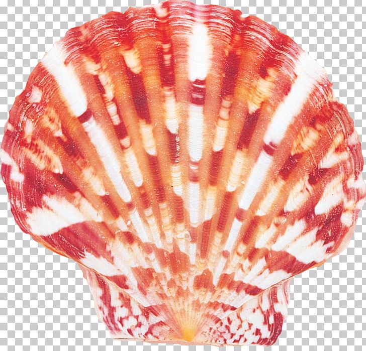 Seashell Conchology Marine Bivalvia Photography PNG, Clipart, Animals, Animal Source Foods, Bivalvia, Cockle, Conch Free PNG Download