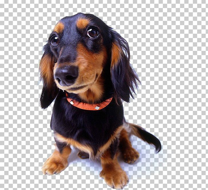 Dog Training Shock Collar Dog Collar PNG, Clipart, Animal, Animals, Bark, Black And Tan Coonhound, Collar Free PNG Download