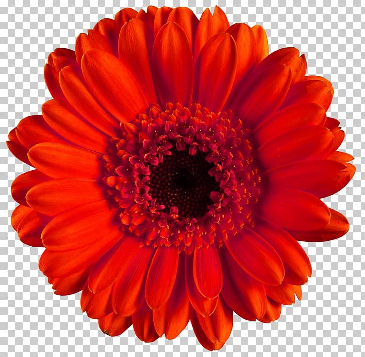Transvaal Daisy Common Daisy Red Flower PNG, Clipart, Chrysanths, Clip Art, Color, Common Daisy, Coral Free PNG Download