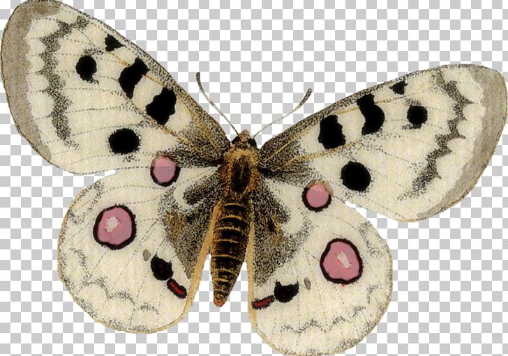 Butterfly Insect Moth Pollinator Invertebrate PNG, Clipart, Arthropod, Bombycidae, Brush Footed Butterfly, Butterflies And Moths, Butterfly Free PNG Download