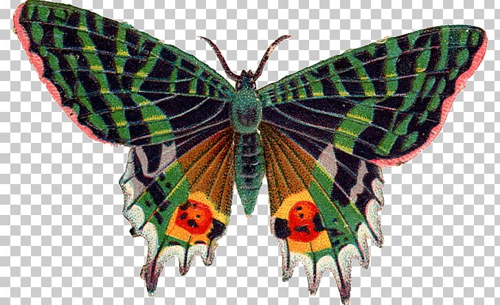 Butterfly Photography PNG, Clipart, Arthropod, Brush Footed Butterfly, Butterflies And Moths, Butterfly, Clipping Path Free PNG Download