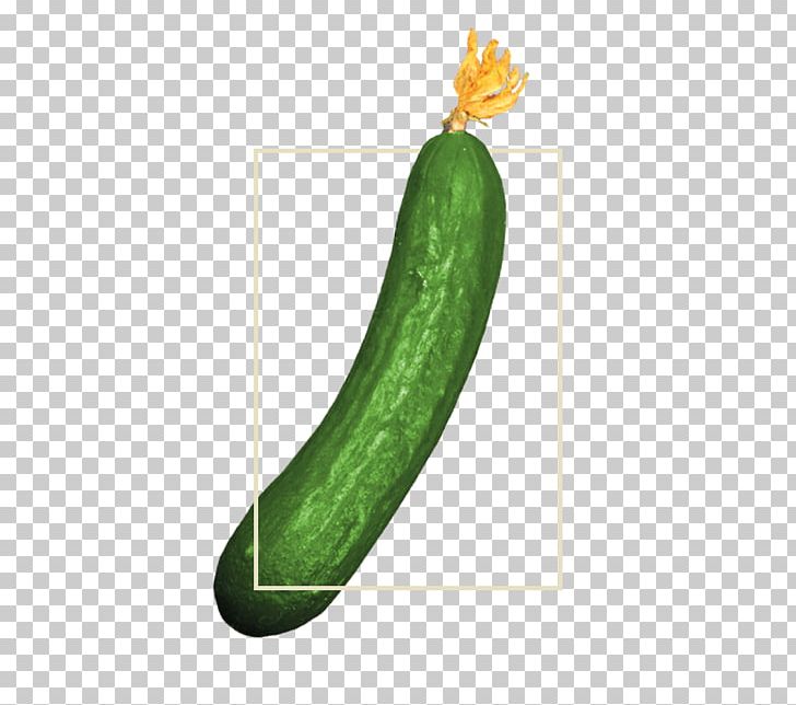 Cucumber Cucurbita Wax Gourd Summer Squash Winter Squash PNG, Clipart, Cucumber, Cucumber Gourd And Melon Family, Cucumis, Cucurbita, Food Free PNG Download