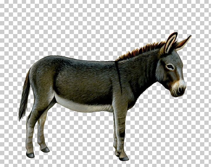 Donkey Computer Icons PNG, Clipart, Animals, Computer Icons, Donkey, Download, Fauna Free PNG Download