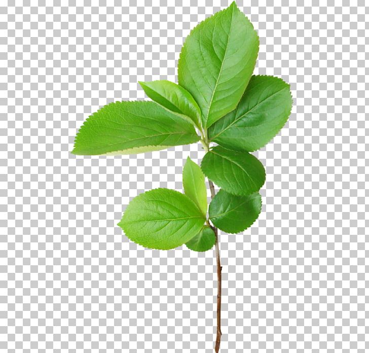 Leaf Branch PNG, Clipart, Branch, Clip Art, Flower, Green, Herb Free PNG Download