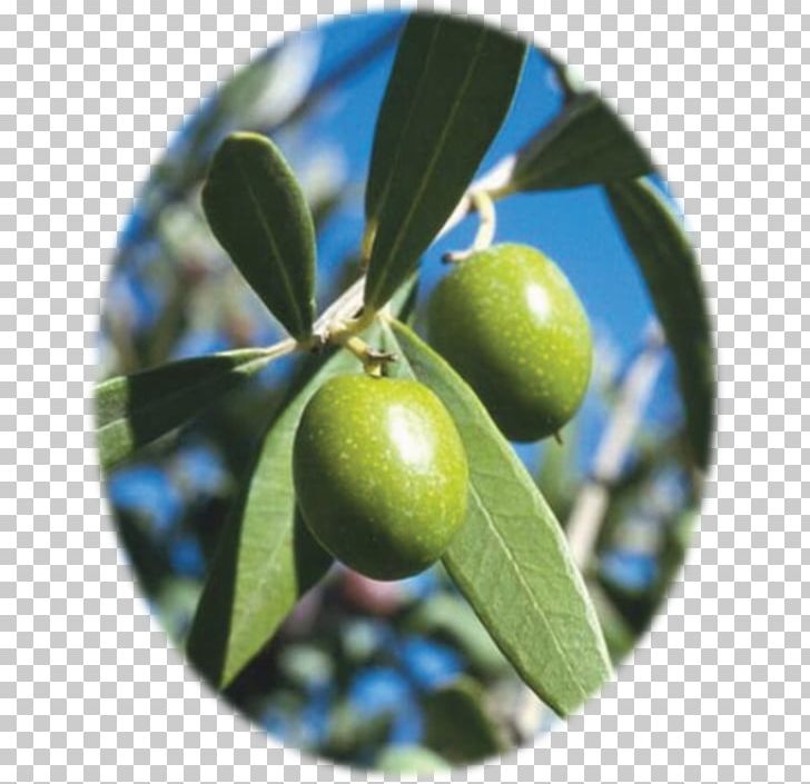 Mediterranean Basin Mediterranean Cuisine Olive Leaf Olive Oil PNG, Clipart, Citrus, Extract, Food, Food Drinks, Fruit Free PNG Download