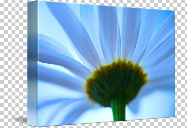 Transvaal Daisy Desktop Energy Close-up Computer PNG, Clipart, Blue, Blue Daisy, Closeup, Closeup, Computer Free PNG Download