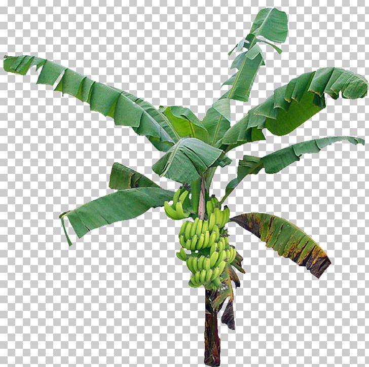 Tree Banana PNG, Clipart, Banana, Banana Leaf, Banana Leaves, Banana