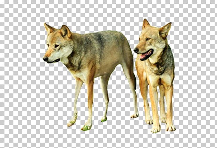 Gray Wolf PNG, Clipart, Animal, Animals, Beast, Carnivoran, Dog Breed Free PNG Download