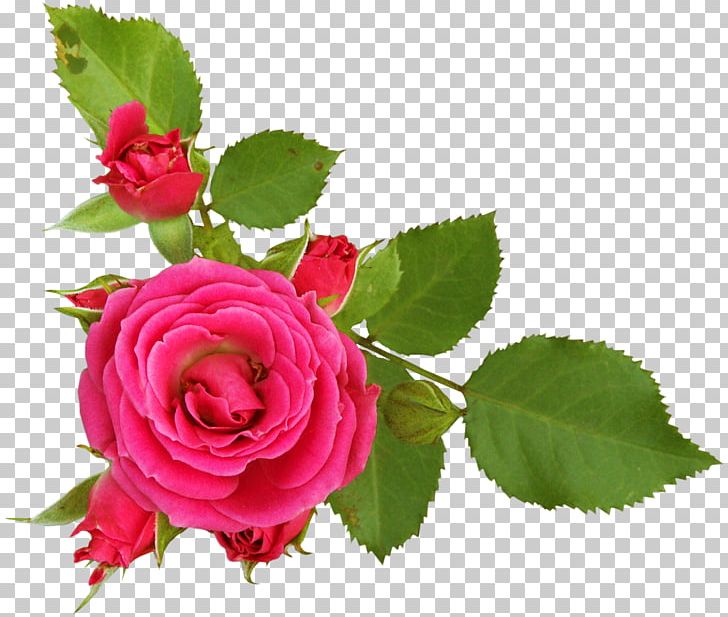 Rosa Foetida Garden Roses Flower PNG, Clipart, Cut Flowers, Desktop Wallpaper, Digital Image, Floribunda, Flower Free PNG Download