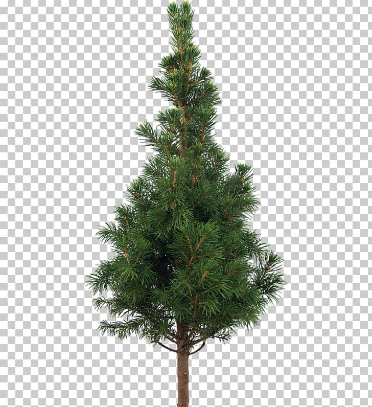 Tree Stone Pine Scots Pine Plant PNG, Clipart, Biome, Branch, Christmas Decoration, Christmas Ornament, Christmas Tree Free PNG Download