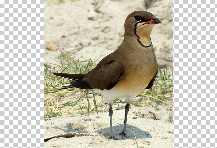 Wader Seabird Water Bird Beak PNG, Clipart, Animals, Beak, Bird, Charadriiformes, Fauna Free PNG Download