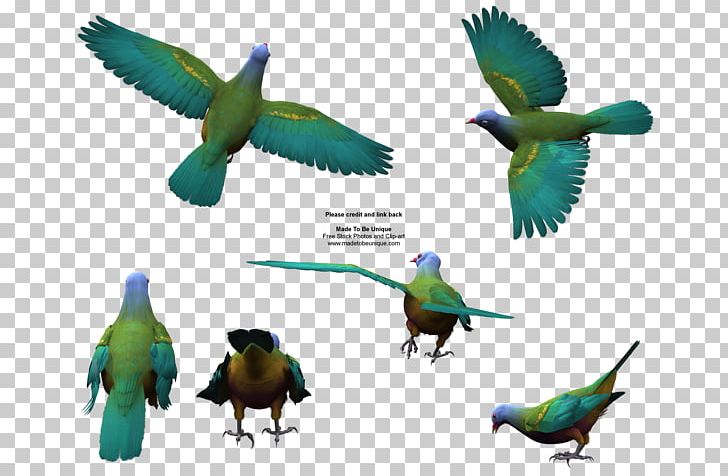 Bird Wompoo Fruit Dove PNG, Clipart, Animals, Beak, Bird, Color, Colorful Free PNG Download