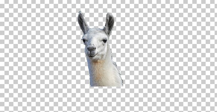 Llama Alpaca Pack Animal Desktop PNG, Clipart, Alpaca, Camel Like Mammal, Desktop Wallpaper, Fauna, Flickr Free PNG Download