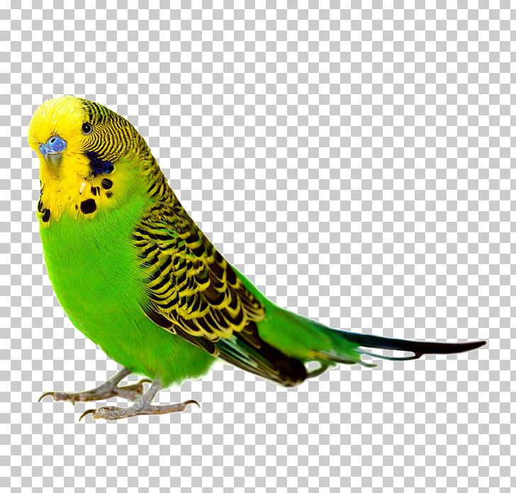 Birdcage Budgerigar Cockatiel Parakeet PNG, Clipart, Animals, Aviary, Beak, Bird, Birds Free PNG Download