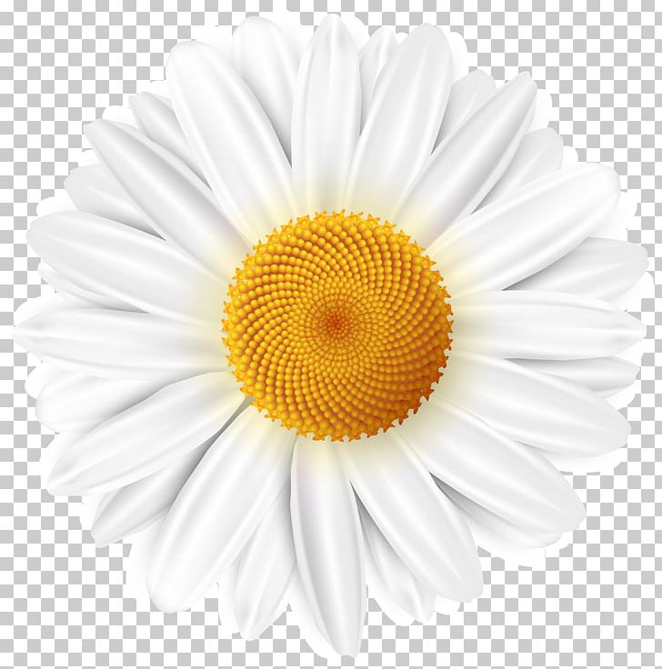 Common Daisy Desktop PNG, Clipart, Cdr, Chamomile, Chrysanths, Clip Art, Color Free PNG Download