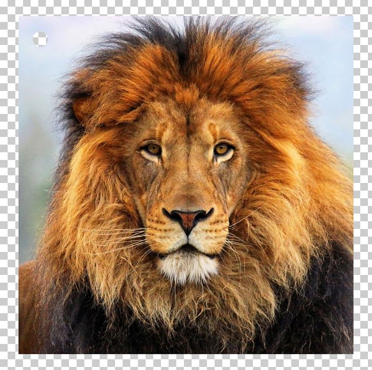Desktop High-definition Television 1080p Retina Display PNG, Clipart, African Lion, Big Cats, Carnivoran, Cat Like Mammal, Desktop Wallpaper Free PNG Download