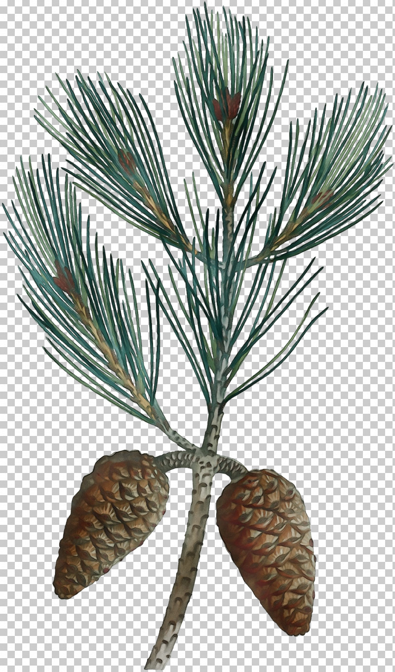 Leaf Plant Stem Spruce Twig Fir PNG, Clipart, Biology, Conifers, Evergreen Marine Corp, Fir, Leaf Free PNG Download