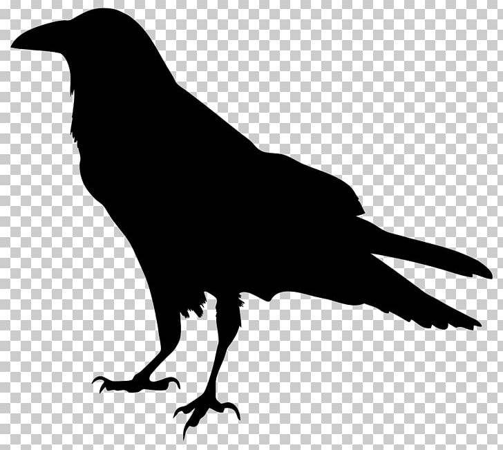 American Crow Common Raven Silhouette Drawing PNG, Clipart, American Crow, Beak, Bird, Black And White, Carrion Crow Free PNG Download