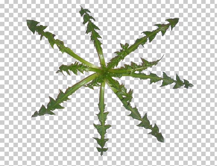 Leaf Plant Stem Fern Tree Hemp PNG, Clipart, Fern, Hemp, Leaf, Organism, Plant Free PNG Download