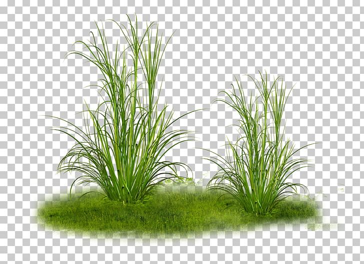 Ornamental Grass PNG, Clipart, Aquarium Decor, Aquatic Plant, Chrysopogon Zizanioides, Clip Art, Computer Icons Free PNG Download