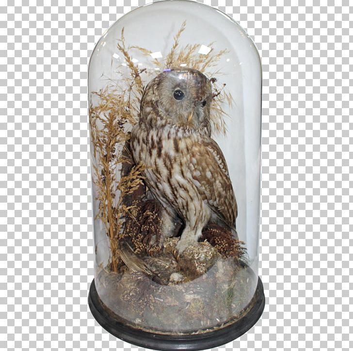 Owl PNG, Clipart, Animals, Antique, Bird, Bird Of Prey, Owl Free PNG Download