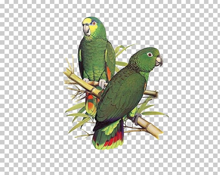Parrot Bird Scaly-naped Amazon Illustration PNG, Clipart, Amazon Parrot, Animal, Animals, Bamboo, Beads Free PNG Download