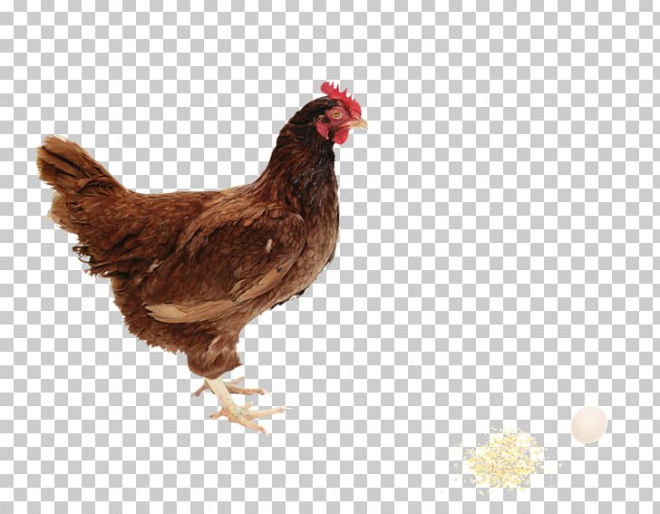 Rhode Island Red Broiler Poultry Farming Farm Animals: Chickens PNG, Clipart, Beak, Bird, Broiler, Chicken, Farm Free PNG Download