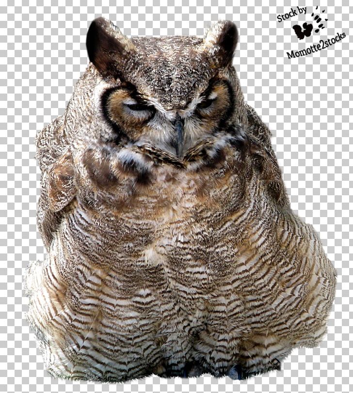 Tawny Owl Bird Great Horned Owl PNG, Clipart, Animal, Animals, Barn Owl, Barred Owl, Beak Free PNG Download