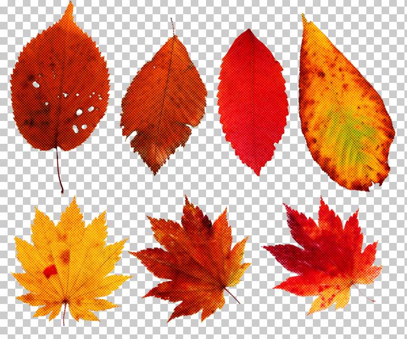 Maple Leaf PNG, Clipart, Autumn, Black Maple, Deciduous, Leaf, Maple Leaf Free PNG Download
