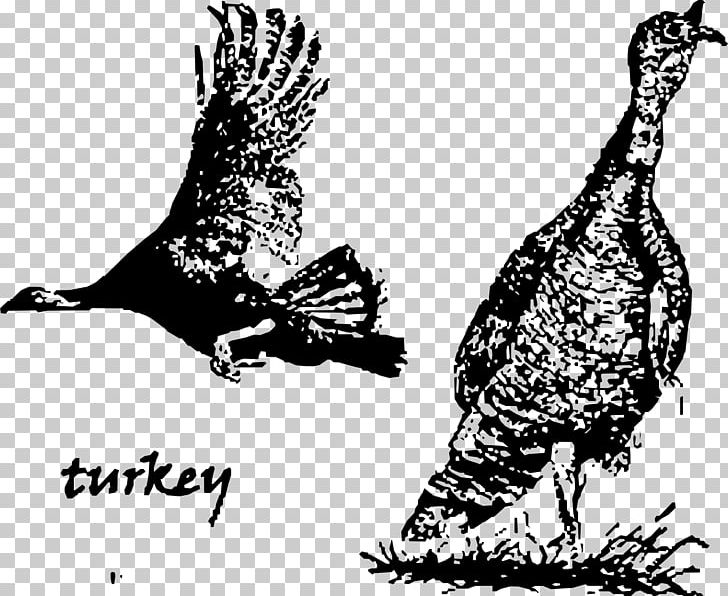 Bird Turkey Drawing PNG, Clipart, Animals, Art, Beak, Bird, Bird Of Prey Free PNG Download