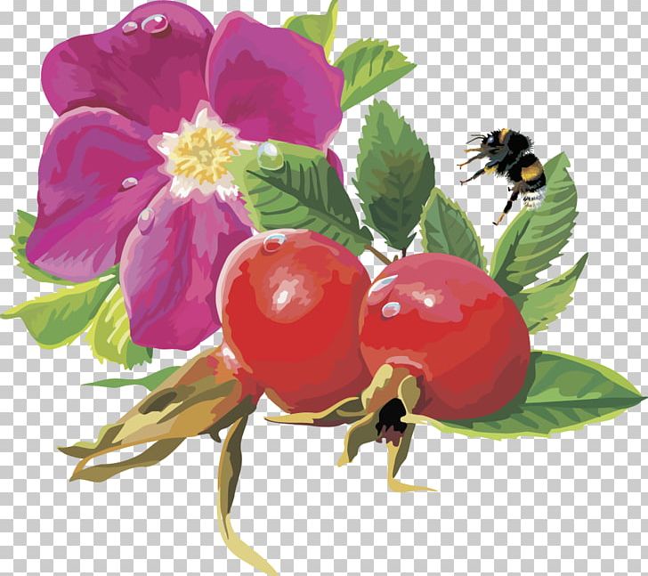 Rosa Majalis Frutti Di Bosco Rose Hip Flower Euclidean PNG, Clipart, Blueberry, Cherries, Cherry, Food, Fruit Nut Free PNG Download