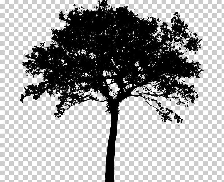 Tree Silhouette PNG, Clipart, Art, Black And White, Branch, Clip Art, Drawing Free PNG Download