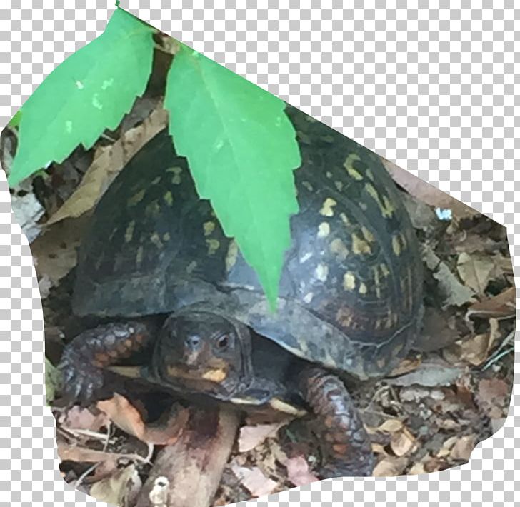 Box Turtles Common Snapping Turtle Tortoise Terrestrial Animal PNG, Clipart, Animal, Animals, Box Turtle, Box Turtles, Chelydridae Free PNG Download