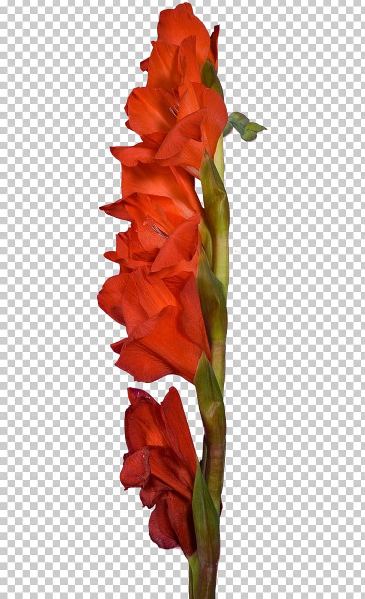Gladiolus Cut Flowers Plant Stem PNG, Clipart, Child, Clip Art, Cut Flowers, Flower, Flowering Plant Free PNG Download