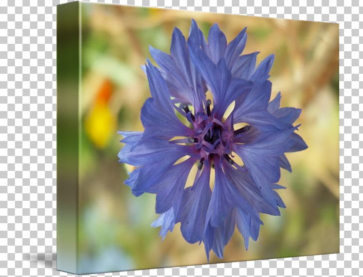 Larkspur Chicory Petal Wildflower Annual Plant PNG, Clipart, Annual Plant, Aster, Bellflower Family, Blue, Chicory Free PNG Download