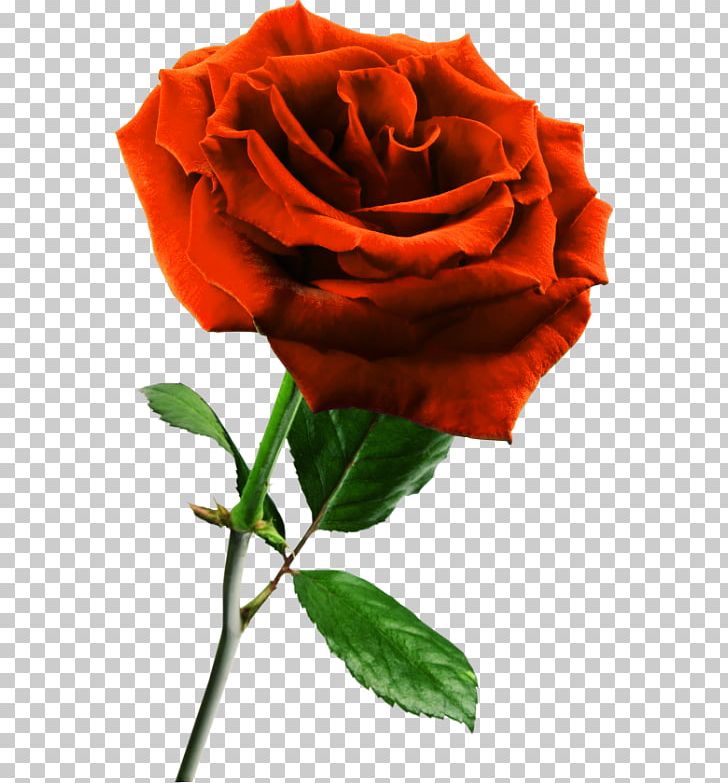 Rose Flower PNG, Clipart, Blue Rose, China Rose, Color, Desktop Wallpaper, Floribunda Free PNG Download