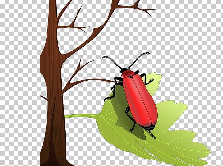 Volkswagen Beetle Ladybird Insect Wing PNG, Clipart, Animals, Banana Leaves, Beetle, Branches, Cardinal Beetle Free PNG Download