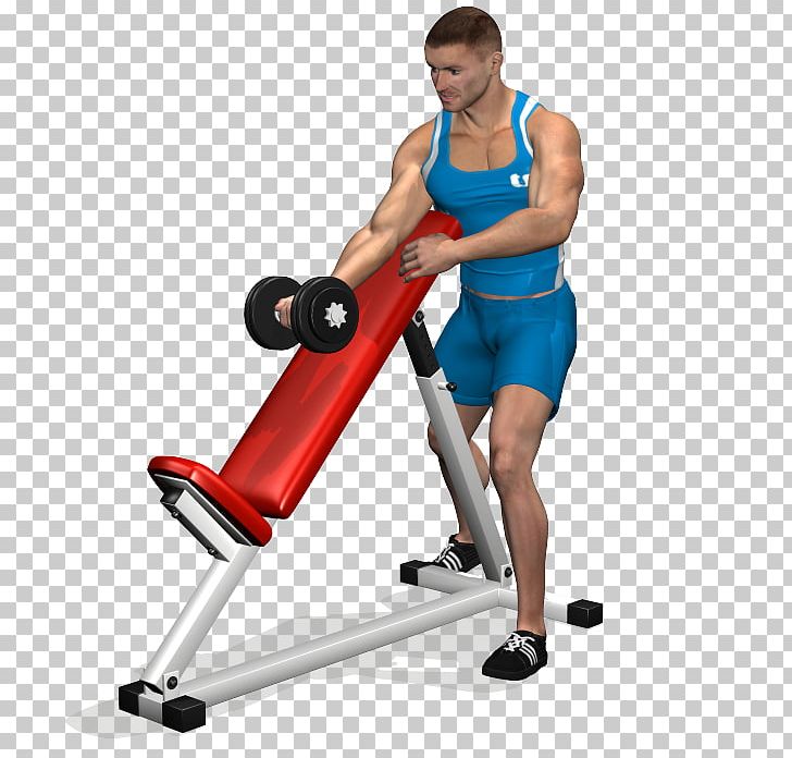 Biceps Curl Bench Dumbbell Arm PNG, Clipart, Abdomen, Arm, Balance, Barbell, Bench Free PNG Download