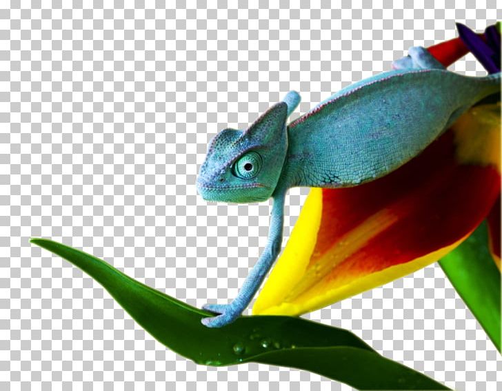 Chameleons Reptile Dog 4K Resolution Pet PNG, Clipart, 4k Resolution, Advertising, Amphibian, Animal, Animals Free PNG Download