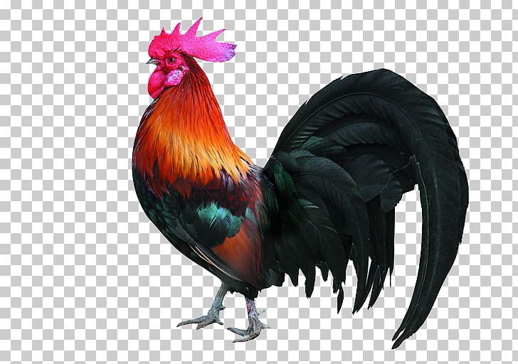 Chicken Rooster Drawing Poultry Farming PNG, Clipart, Animals, Baidu Knows, Beak, Big, Big Ben Free PNG Download
