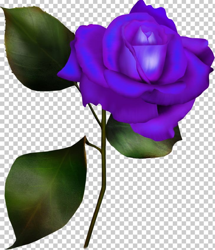 Garden Roses Flower Cabbage Rose PNG, Clipart, Black Rose, Blue Rose, Bud, China Rose, Cut Flowers Free PNG Download