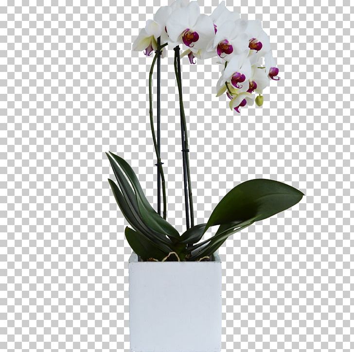 Moth Orchids Flowerpot Cattleya Orchids Cut Flowers PNG, Clipart, Artificial Flower, Atelier, Bloemenatelier Verde, Branch, Cattleya Free PNG Download