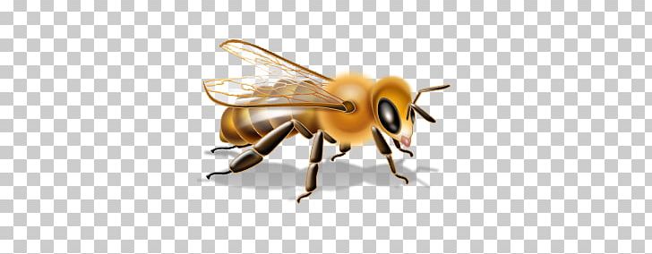 Bee PNG, Clipart, Bee Free PNG Download