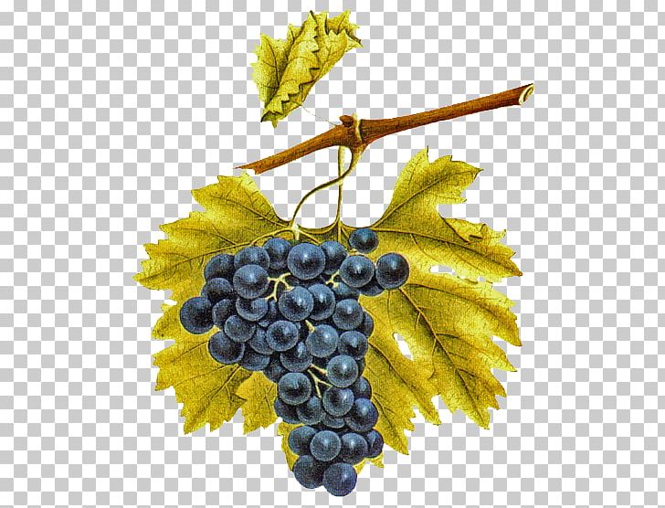 Common Grape Vine Eau De Vie Vigne Emparrado PNG, Clipart, Bacelo, Common Grape Vine, Drawing, Eau De Vie, Emparrado Free PNG Download